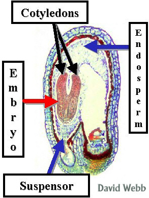 CapsLateHeartStage-240Lab.jpg (89262 bytes)