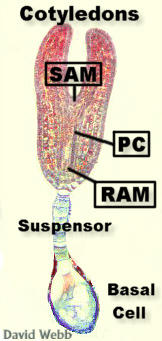 CapsLateHeartStageCleanLab.jpg (43192 bytes)