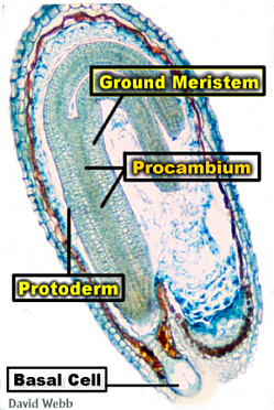 CapsMatureEmbLab250.jpg (102440 bytes)