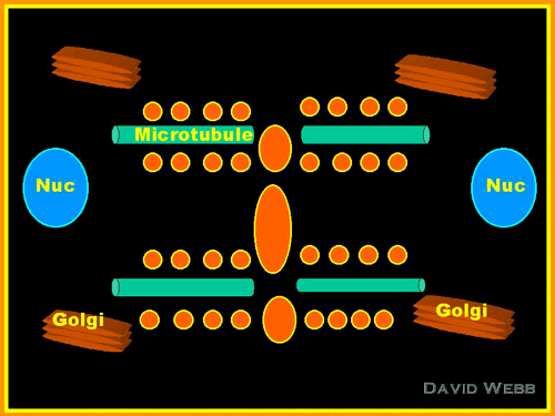 CellPlate-2.gif (35802 bytes)