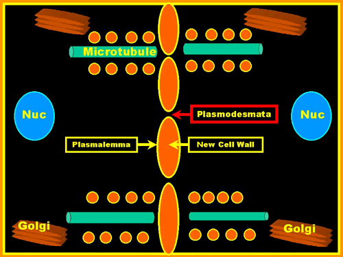 CellPlate-3.gif (43311 bytes)