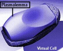 CellWallPartlyStripBlueLab.jpg (34880 bytes)