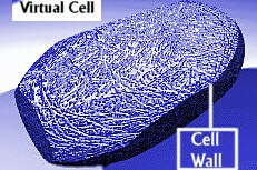 CellwithWallBlueLab.jpg (54213 bytes)