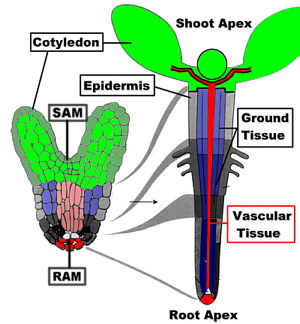 EMB166Color300.jpg (64855 bytes)
