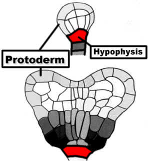 Emb166ColrLab300.jpg (35866 bytes)