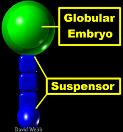 EmbGlobLab250.jpg (36715 bytes)