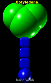 EmbHeart3DLab175.jpg (20744 bytes)