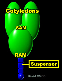 EmbTorp3DLab200.jpg (28213 bytes)