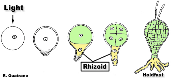 FucusEmbDev-1Mod.jpg (68019 bytes)