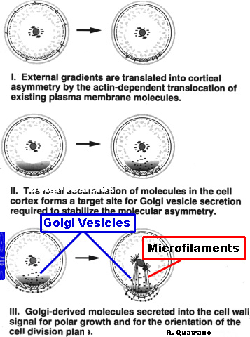 FucusQuatSummLab.JPG (117143 bytes)