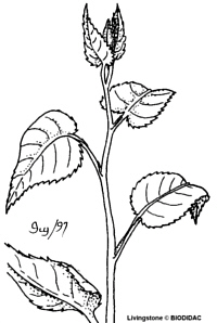 LeafAlternate200.jpg (24679 bytes)