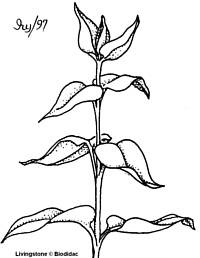 LeavesOpposite200.jpg (19750 bytes)