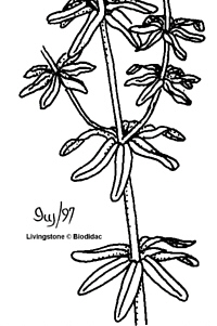 LeavesWhorled200.jpg (31312 bytes)