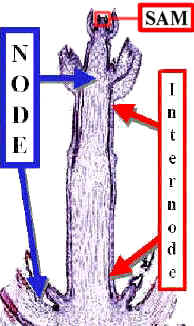 NodeInternodeColeusLabCrop.jpg (50454 bytes)