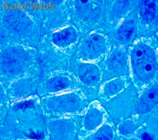 RAMCtrCycadOpenCrop.jpg (78142 bytes)