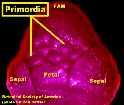 RanunFlrPrimLab.jpg (86066 bytes)