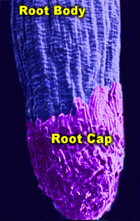 RootCapSEMColor200Lab.jpg (66668 bytes)