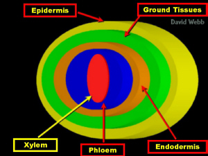 RootXSDiag3D300.jpg (46368 bytes)