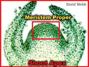 SAMColeusDomeMod500SharpMeriProp300.jpg (84955 bytes)