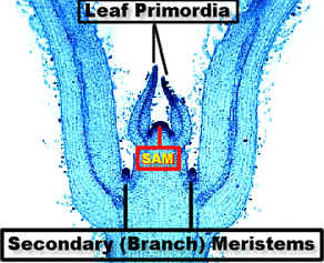 SAMOverviewLab300.jpg (89512 bytes)