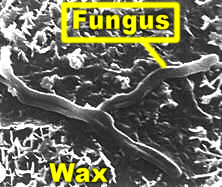 WaxwithFungusLab.jpg (33583 bytes)