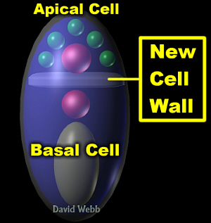 ZygDiv-1Lab300.jpg (44773 bytes)