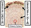 RootSecXylem240Lab.jpg (92566 bytes)