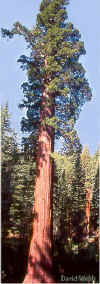 Sequoiadendron.jpg (60775 bytes)