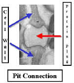PitConnectionLab.jpg (55232 bytes)