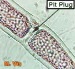 PitPlugLMVisHue.jpg (64369 bytes)