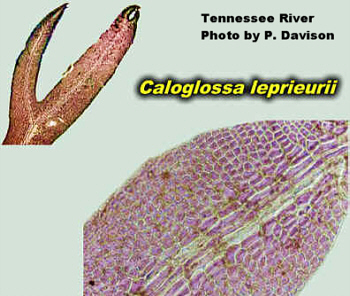 CaloglossaComboMacroFW350.jpg (81854 bytes)