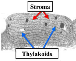 ChlpLaurencia300Lab.jpg (88190 bytes)