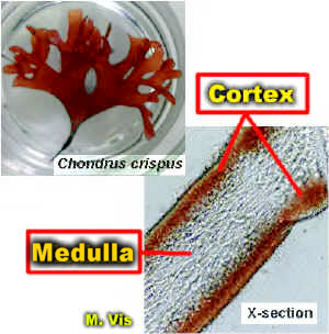 ChonComboMicroLab.jpg (111565 bytes)