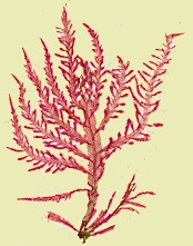 Delessaria.jpg (16558 bytes)