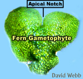 FernGametophyte.jpg (58117 bytes)