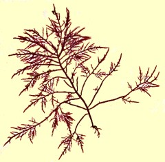 GelidiumYellowBack240.jpg (20286 bytes)