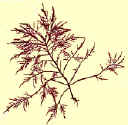 GelidiumYellowBack.jpg (54612 bytes)
