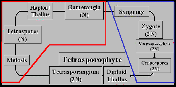 GeneralRedAlgalLifeCycle.gif (19144 bytes)