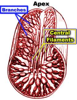 MultFilm3DiagHueLab250.jpg (107643 bytes)