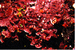 NonGeniculate-1.gif (37168 bytes)