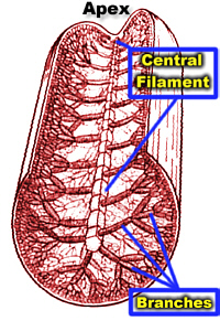 OneFilm3DiagHueLab200.jpg (80747 bytes)