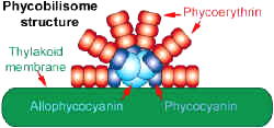 PhycobilisomeDraw.jpg (28474 bytes)