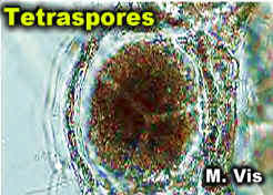 PolyComboTetSporesVisCrop.jpg (94858 bytes)