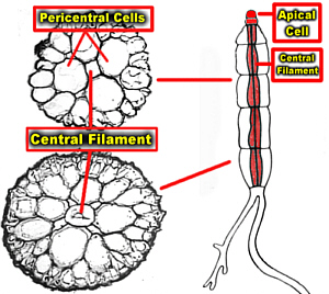 PolysiphoniaDiagComboLab300.jpg (59659 bytes)