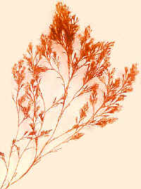 PolysiphoniaVeg300.jpg (119267 bytes)