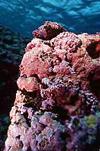 Porolithon.jpg (9416 bytes)