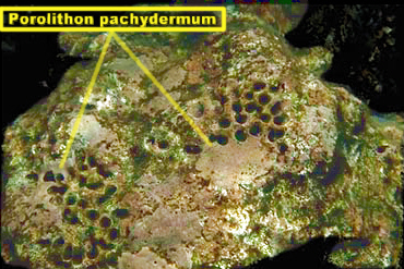 PorolithonPachydermumLab.jpg (107962 bytes)