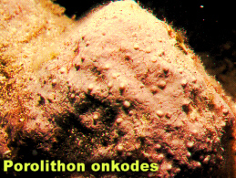 Porolithon_onkodesLab.jpg (84430 bytes)