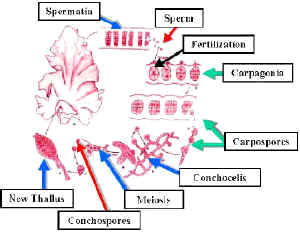 PorphyraLifeCycle-3-300Lab.jpg (193325 bytes)