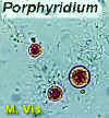 PorphyridiumPurpureumVis.jpg (57872 bytes)